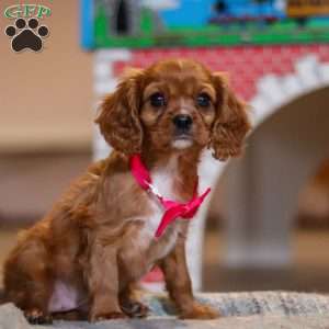 Maggie, Cavalier King Charles Spaniel Puppy